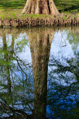 Reflection Of A Cypress Tree