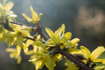 forsythia flowers on twig macro