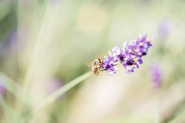 Biene auf Lavendelblüte