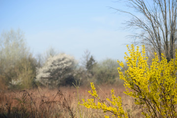 Obraz premium spring landscape with blooming forsythia