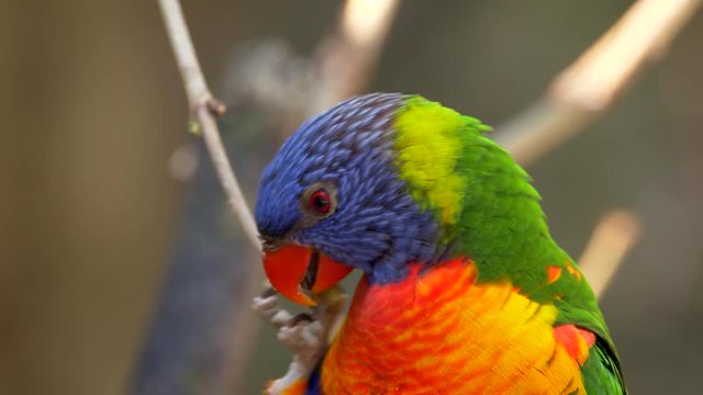 Rainbow lorikeet (Trichoglossus moluccanus) eating tree buds