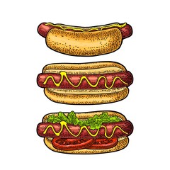 Hotdog with tomato, mustard, leave lettuce. Vector color engraving