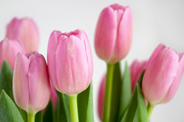 Group of pink tulips isolated on white background.