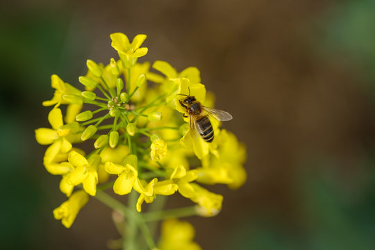 Une abeille sur les fleurs de colza (canola).