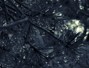 Gotas de lluvia sobre hojas de pino