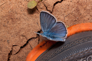 Cute copper-butterfly and disturbed land. Concept of nature conservation.