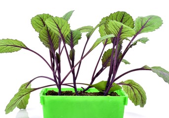 Farming,cultivation, agriculture and care of vegetables concept: young red cabbage seedlings isolated on a white background.