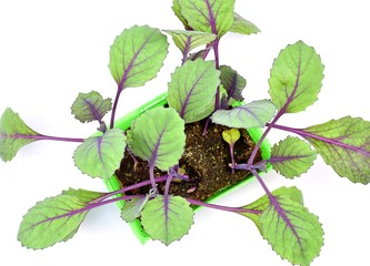 Farming,cultivation, agriculture and care of vegetables concept: young red cabbage seedlings isolated on a white background.