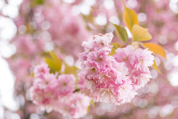 Particolare di fiore bianco rosa doppio sul ramo dell’albero di pruno fiorito