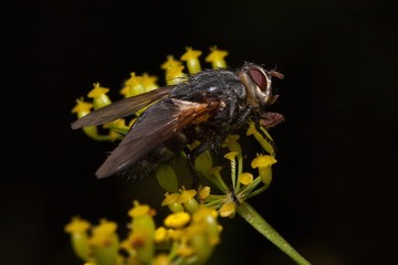 Housefly is sitting on a small yellow flowers. Animals in wildlife.