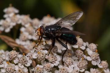 Housefly is sitting on a yarrow flowers. Animals in wildlife.