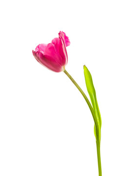 pink tulip with leave on a white background