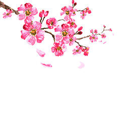 sakura tree; watercolor, cherry bloom
