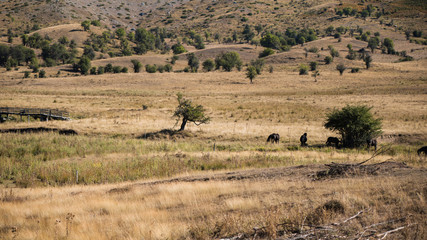 Plakat Landscape of the countryside and hay with livestock in Greece
