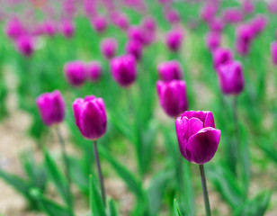 Tulips blooming on the flowerbed.