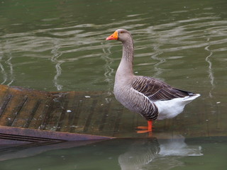 The Grey Duck