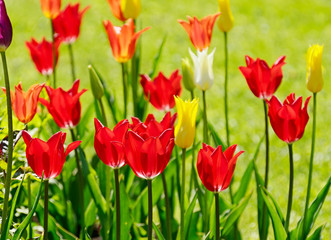 Beautiful tulips grow on a flower bed.