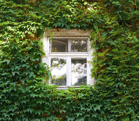old window and wall covered with ivy