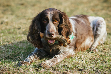 Brown spotted russian spaniel on the green grass