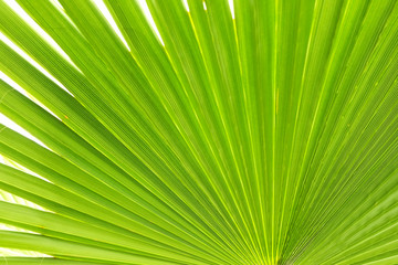 Cropped macro shot of green sugar palm tree leaf strip in sun light. Stripped European fan palm leaves texture in sunshine, exotic plant. Close up, copy space for text, floral background.