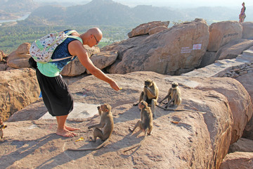 A tourist man feeds monkeys with bananas on the Anjaneya hill and Hanuman temple in Hampi. Monkeys take bananas