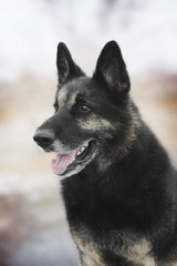 East European Shepherd