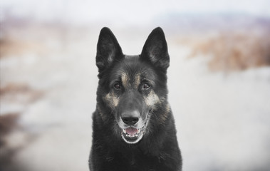 East European Shepherd