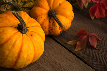  yellow pumpkins with red vine leaves horizontal photo,