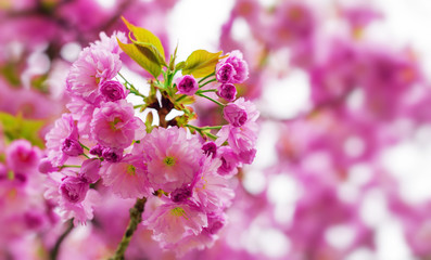 Blooming Japanese cherry tree or sakura in the spring.