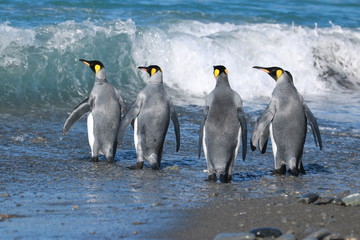 King Penguins stick together while entering the sea...protection from predators causes these birds to move closely together.  Safety in numbers.  