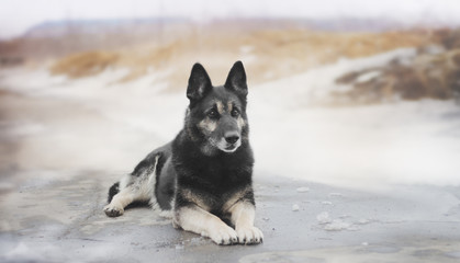 East European Shepherd