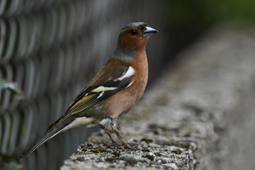 finch fringilla coelebs bird on tree