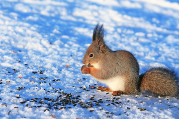squirrel in winter park on white snow eating sunflower seeds
