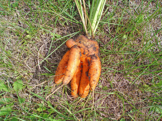 The ugly carrot lies on the ground