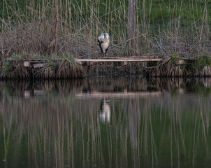 Héron en pleine toilette