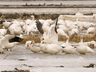 Snow geeses relaxing in the fields before going up north