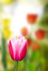 tulip in the garden close-up