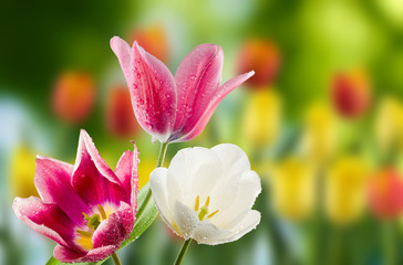Fototapeta na wymiar tulip in the garden close-up