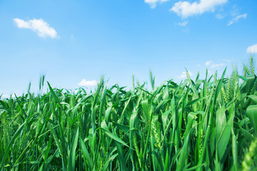 Photo from below green wheat ears against the blue sky with a bright summer sun. Photo close-up from bottom.