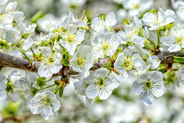 Obraz na płótnie Canvas Spring flowering of fruit trees