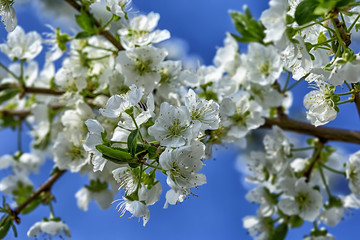 Spring flowering of fruit trees