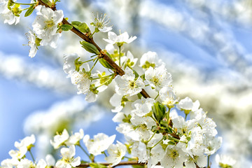 Obraz premium Spring flowering of fruit trees