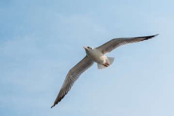 Seagulls are flying at the sea.