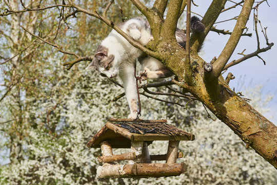 A Curious Cat Has Climbed On A Tree With A Bird Feeder. Looking For Birds. Cat Hunting