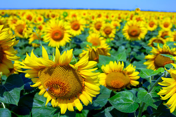 Sunflower field in the afternoon