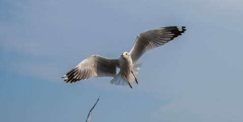 Seagulls are flying at the sea.