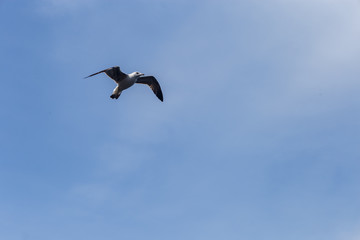 Seagull flying on clear blue sky and sun light