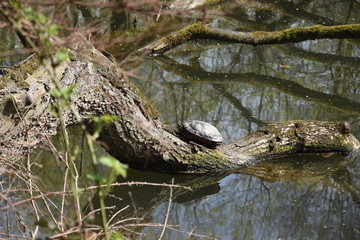 Żółwie zyjace w naturze