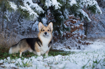 Dog Welsh Corgi Pembroke on a walk in a beautiful winter forest.