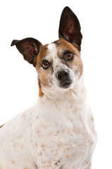 Fototapeta premium Älterer Terriermischling isoliert auf weißem Grund
